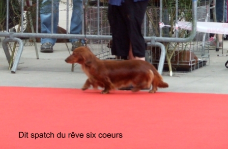 Dit spatch du reve six coeurs