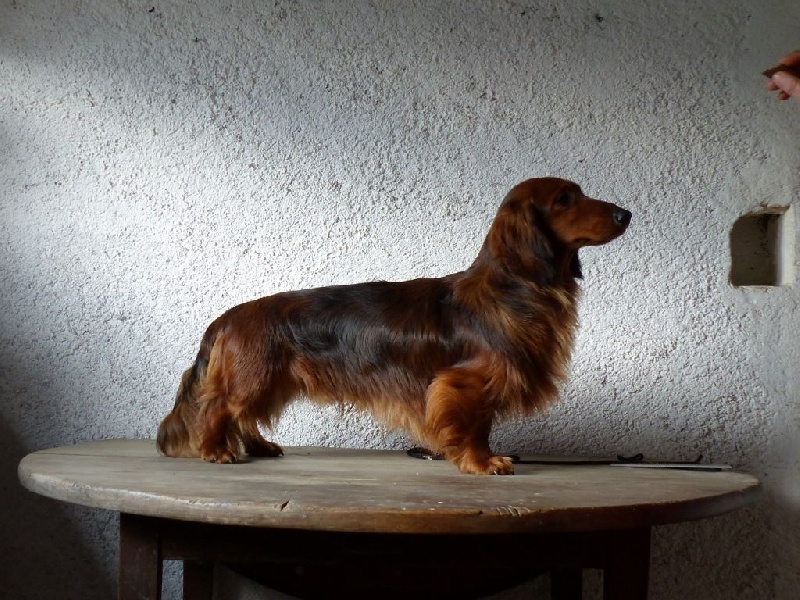 Ioups du reve six coeurs