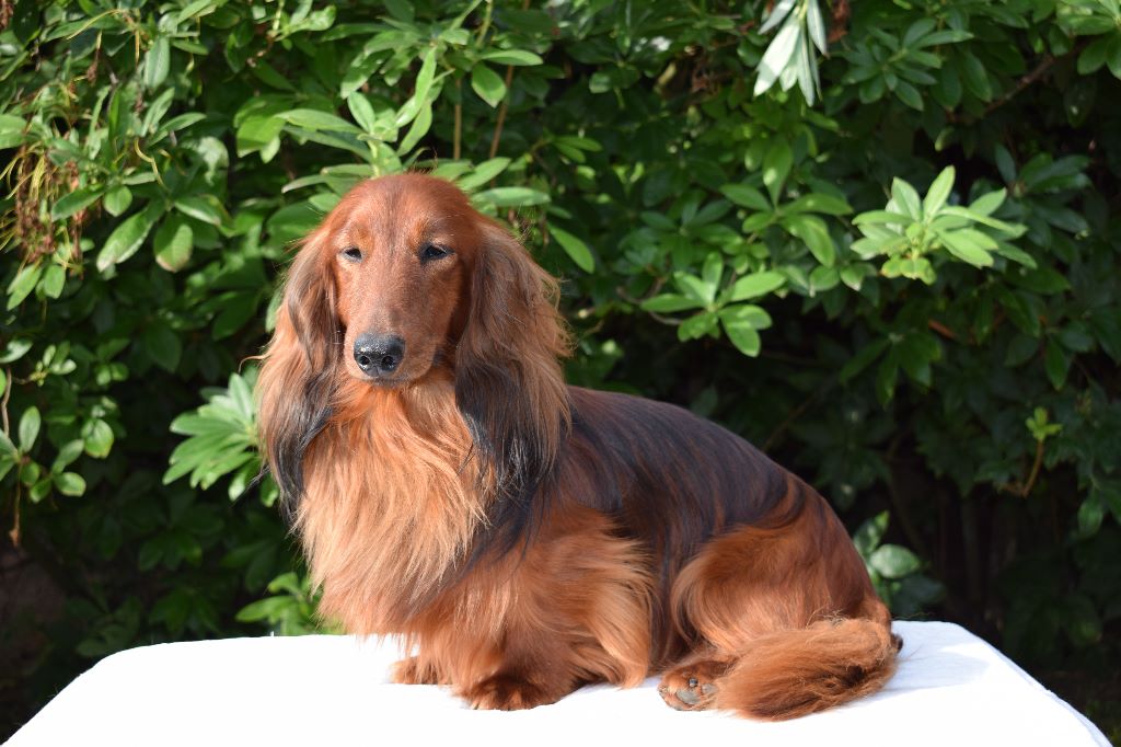 J'aime les filles du reve six coeurs