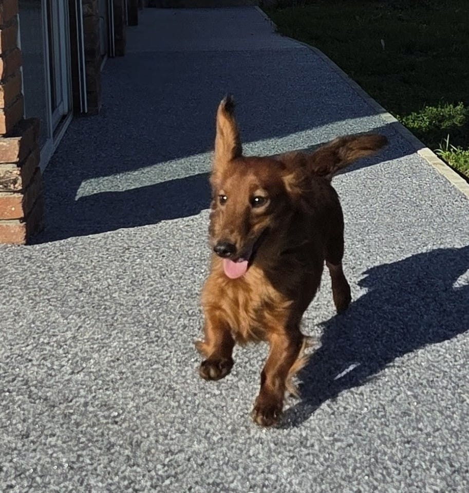 A lala chanteuse de jazz du reve six coeurs