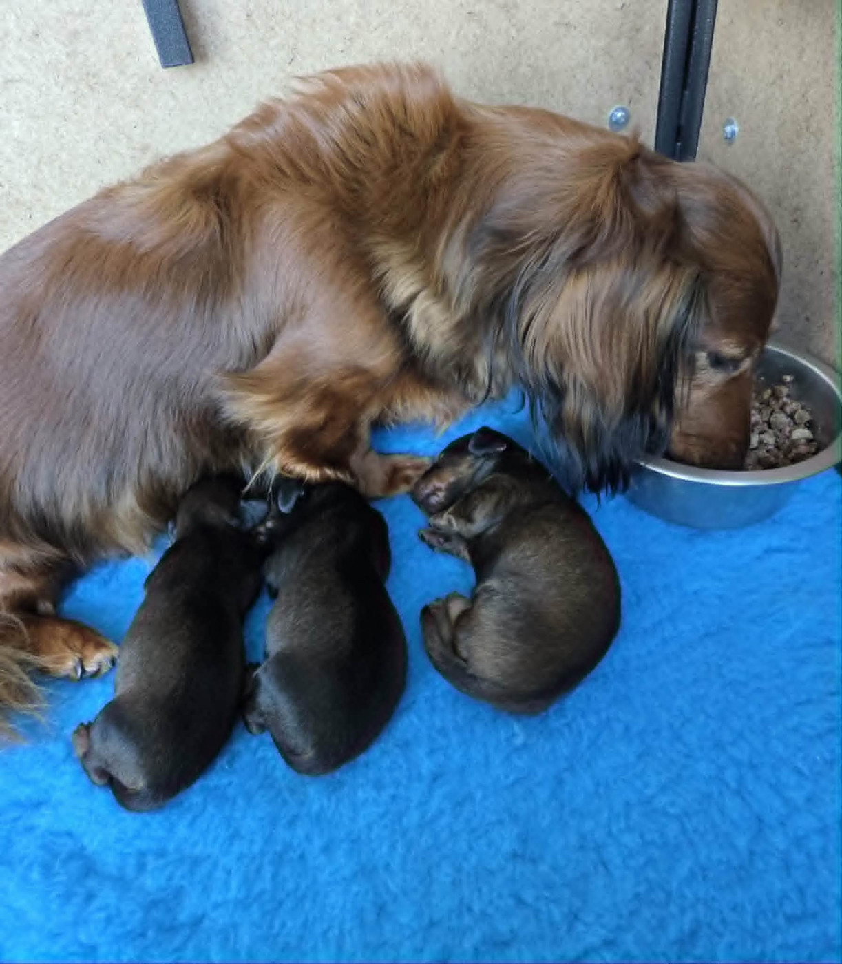 Chiot Teckel poil long du reve six coeurs