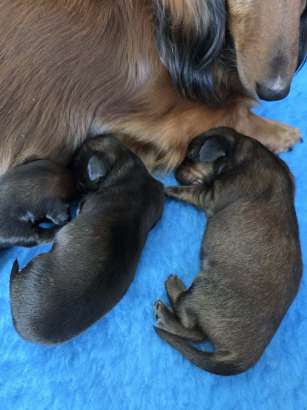 du reve six coeurs - Chiots disponibles - Teckel poil long