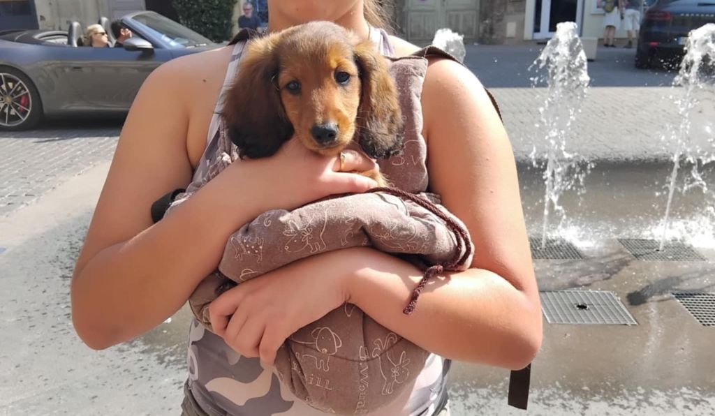du reve six coeurs - Chiots disponibles - Teckel poil long