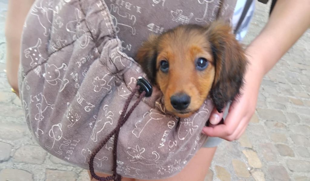 du reve six coeurs - Chiots disponibles - Teckel poil long